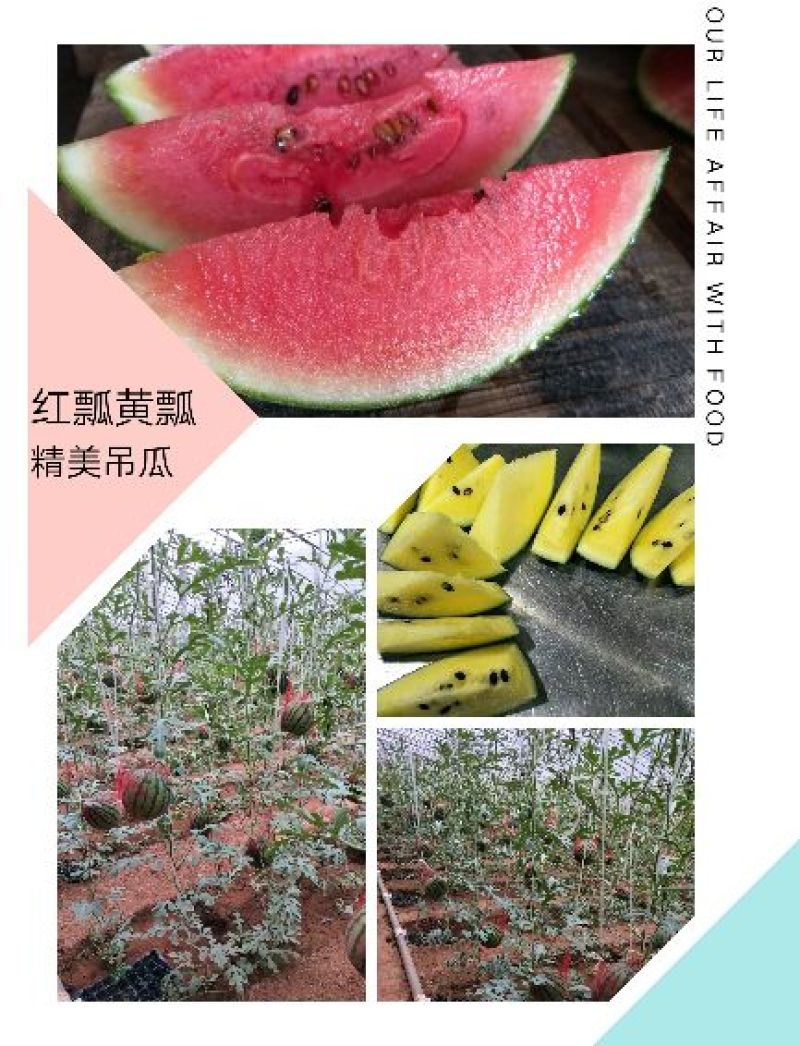 精品吊瓜