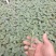 菊花苗菊花种苗