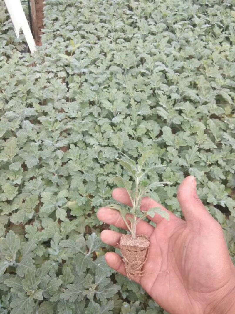 菊花苗菊花种苗