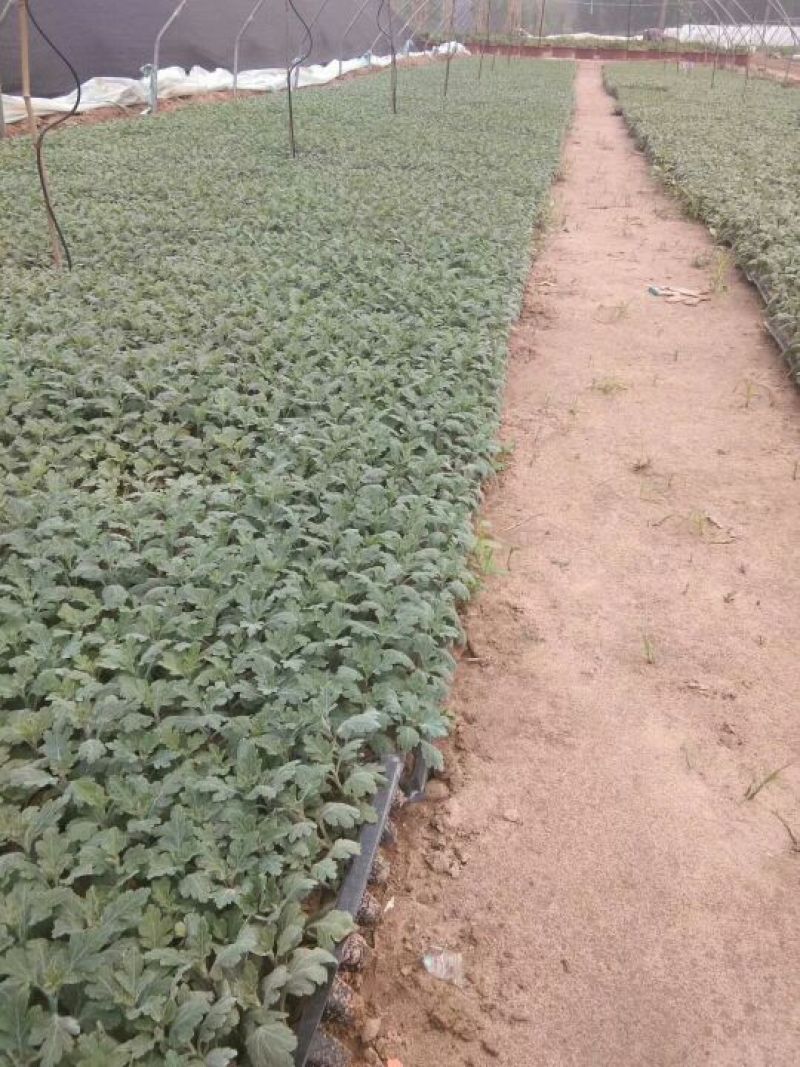 菊花苗菊花种苗