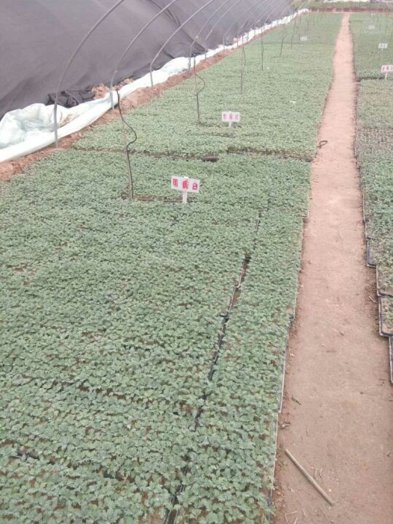 菊花苗菊花种苗