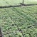 菊花苗菊花种苗