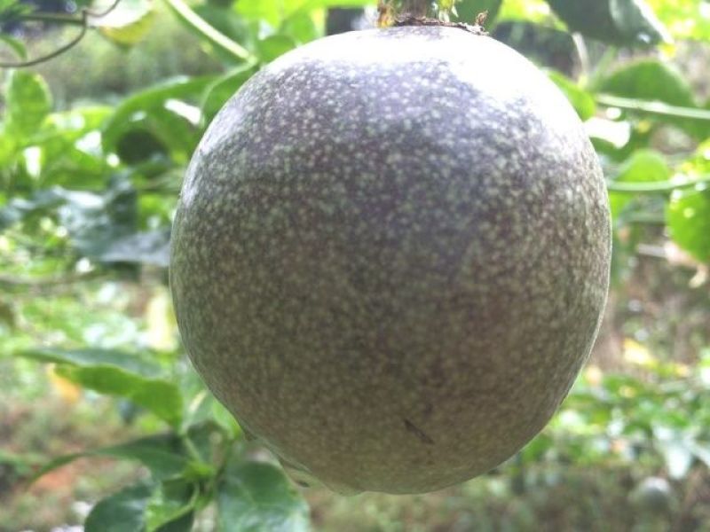 百香果