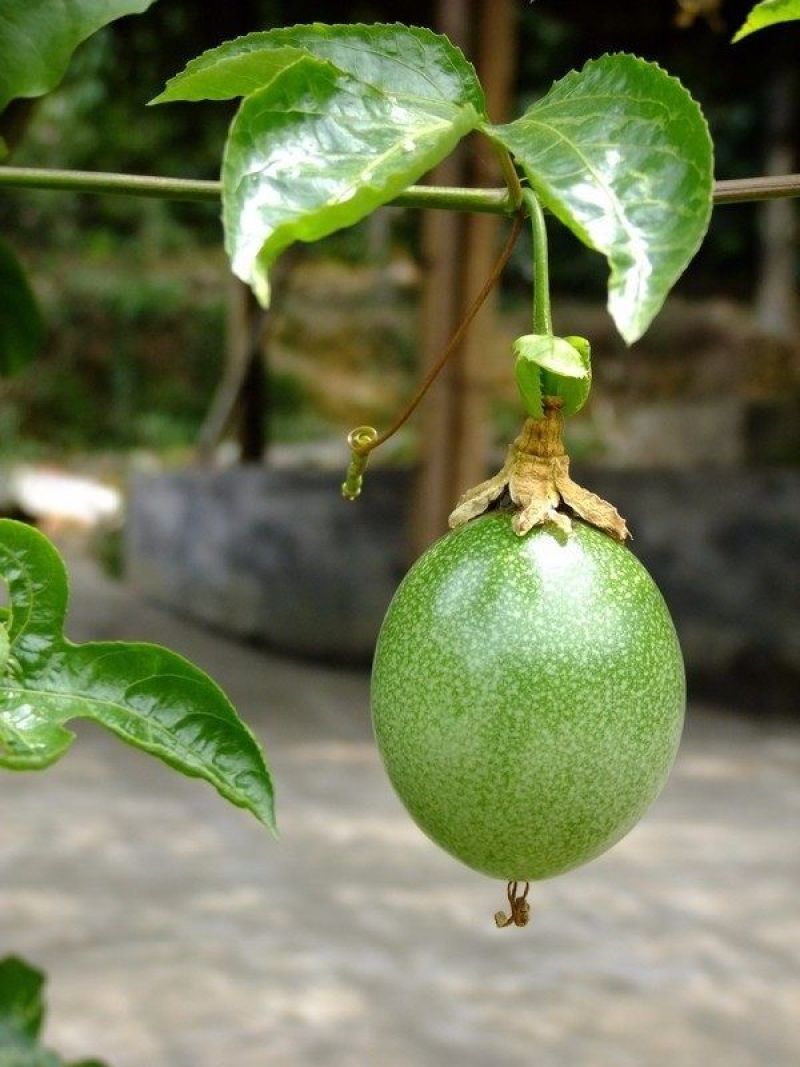 百香果
