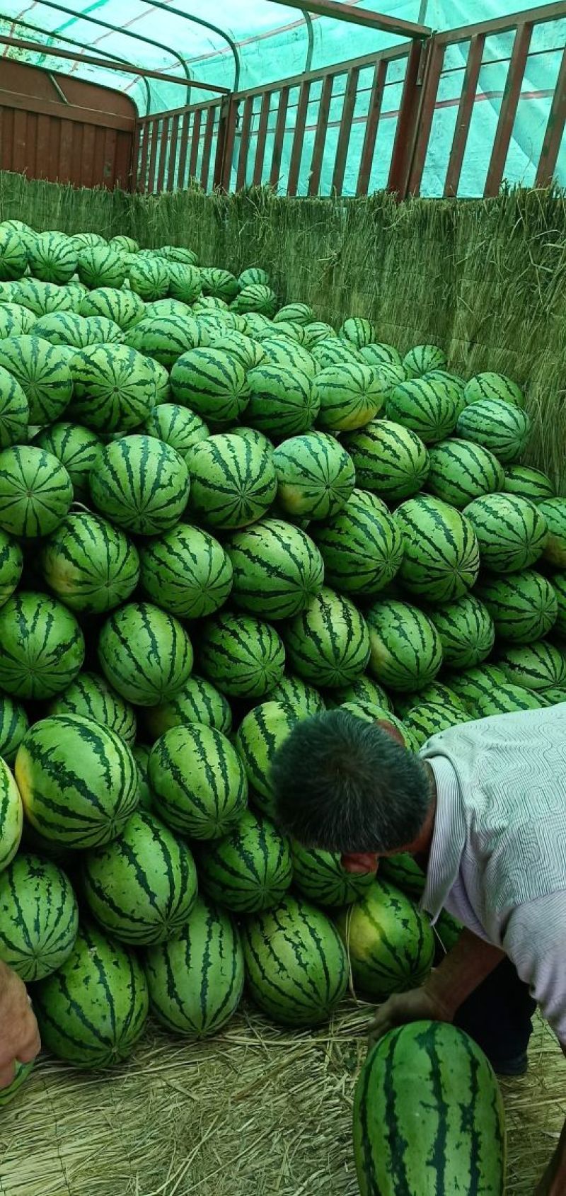 冠龙西瓜大量上市