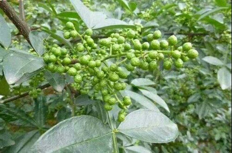 今年新青花椒出售