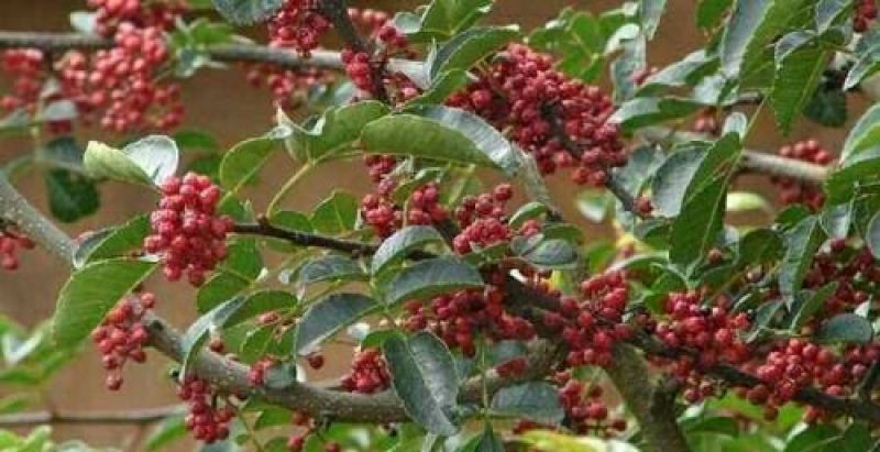 今年新青花椒出售