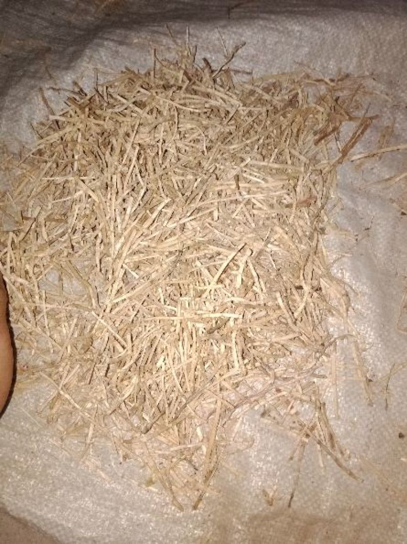 白茅根