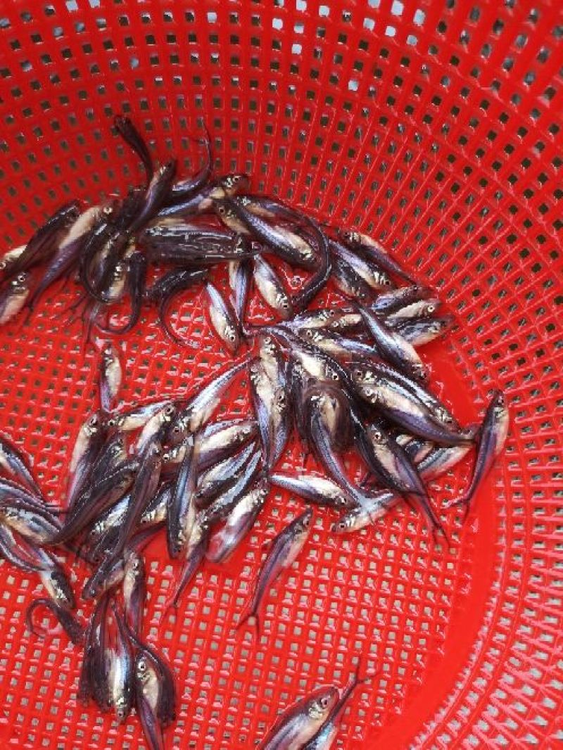 巴沙鱼