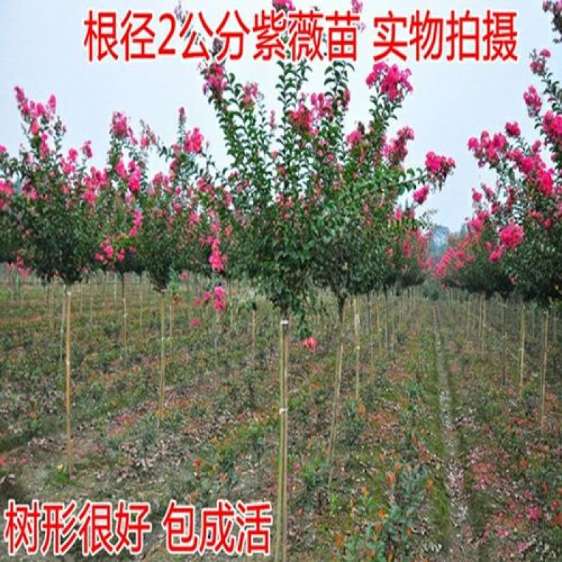 紫薇
