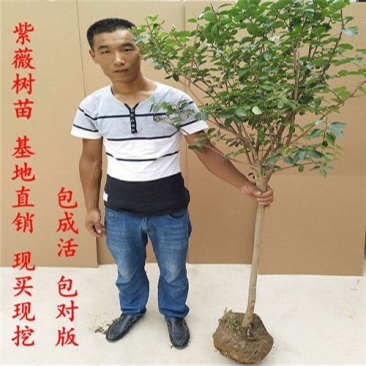 紫薇