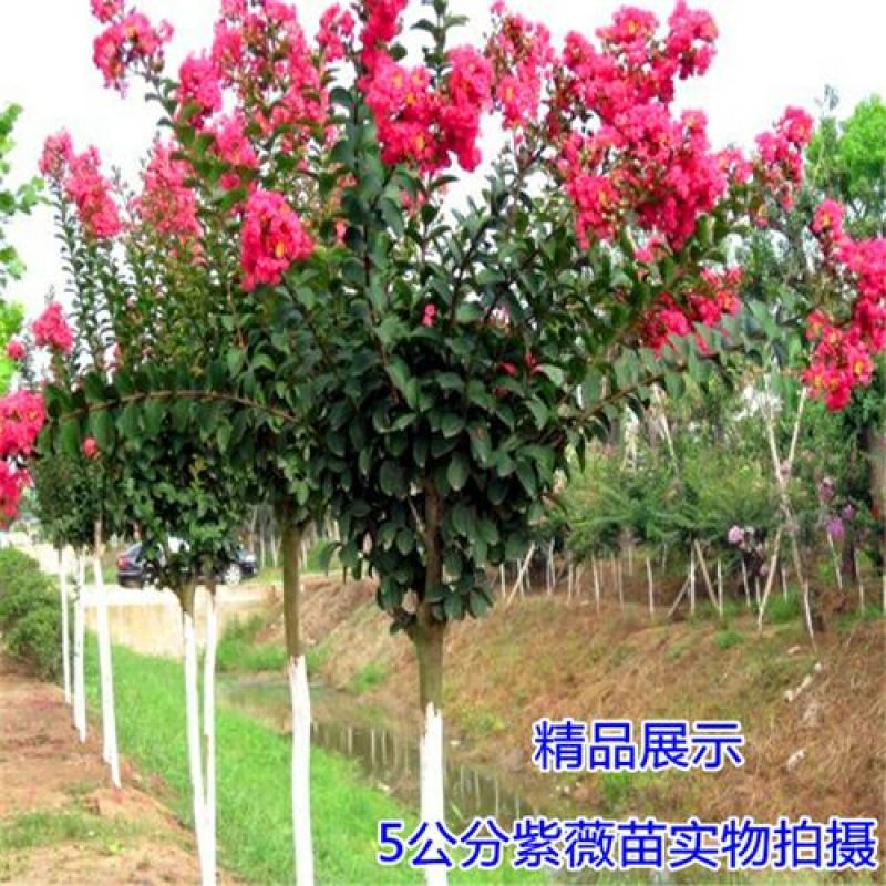紫薇
