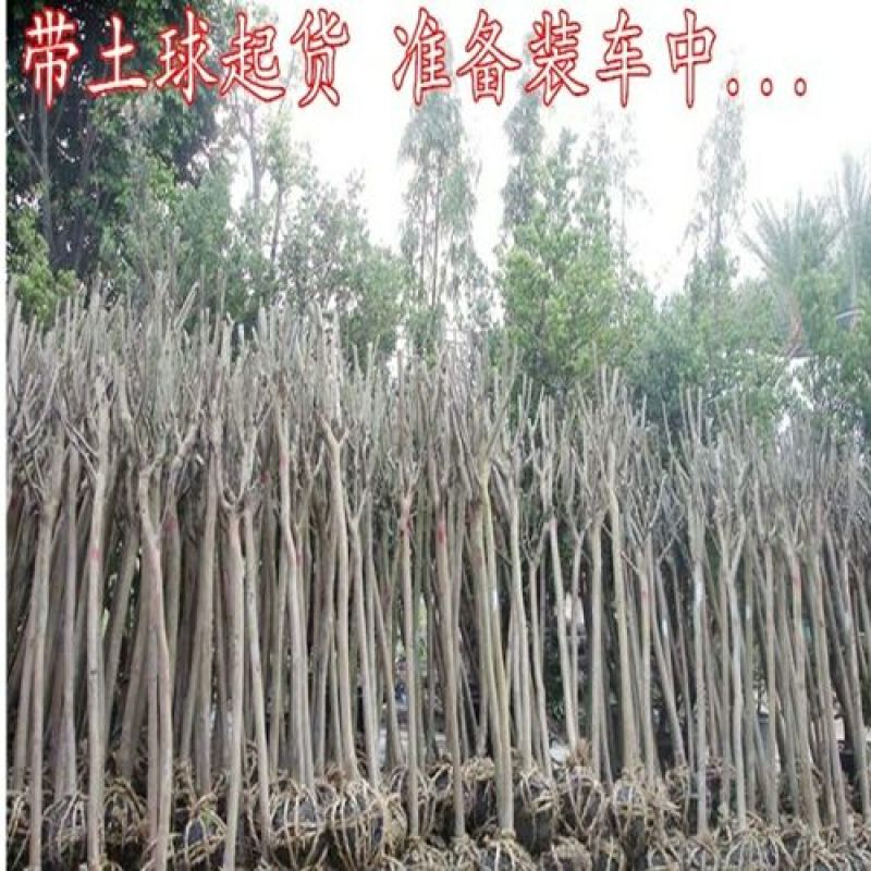 紫薇