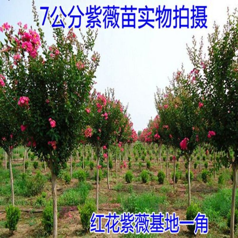 紫薇