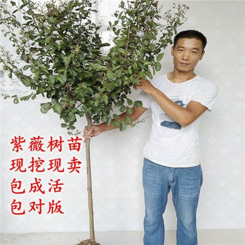 紫薇