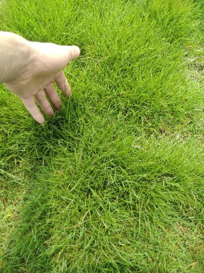 马尼拉草皮