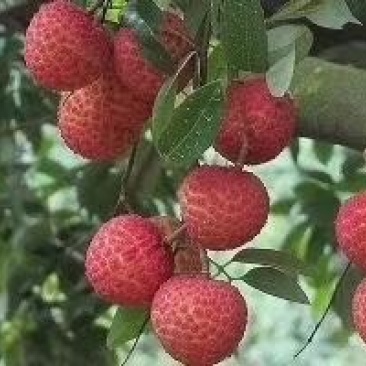 桂味荔枝2cm以上
