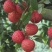 桂味荔枝2cm以上