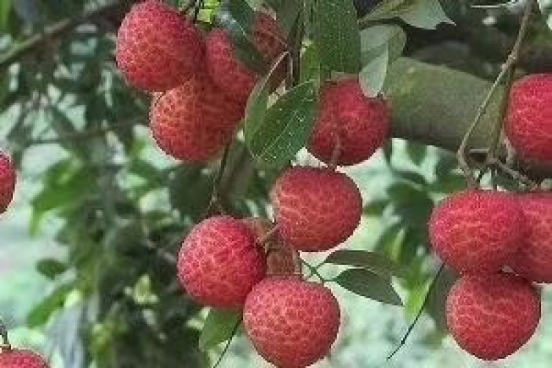 桂味荔枝2cm以上