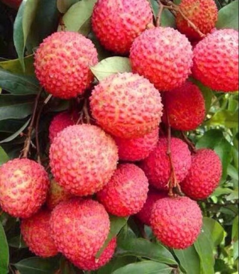 桂味荔枝2cm以上