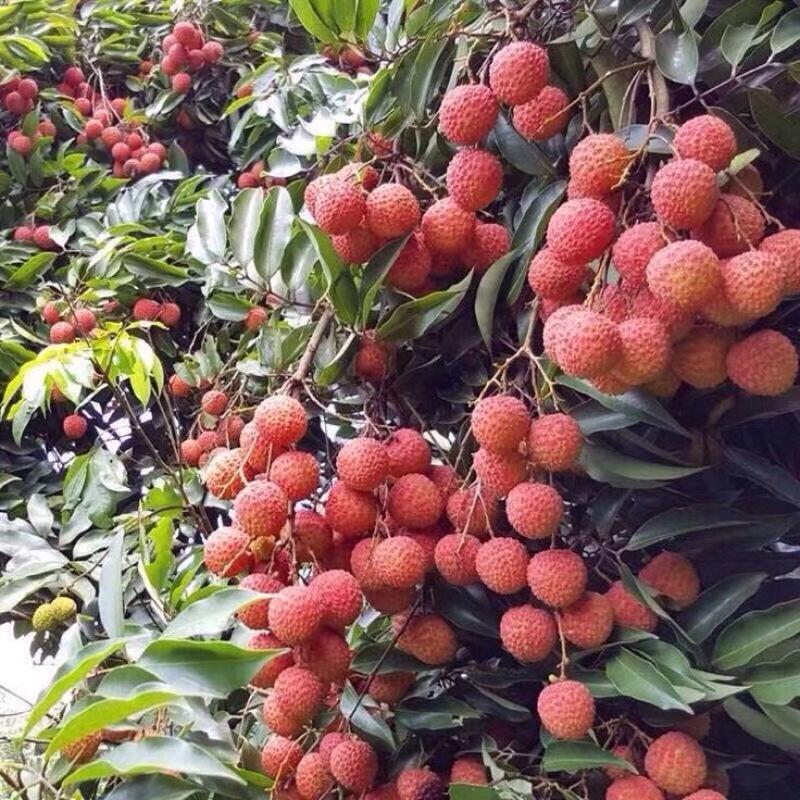 桂味荔枝2cm以上