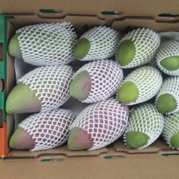 ，爱文，凯特，吉禄