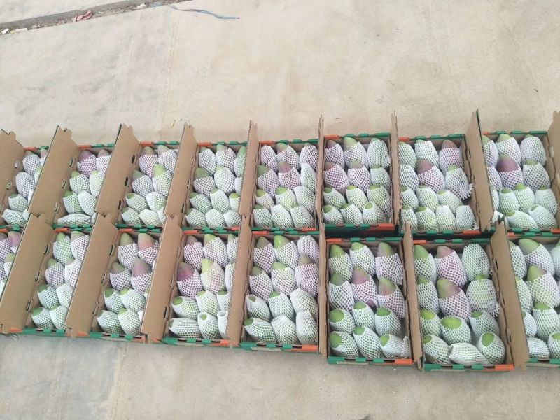 ，爱文，凯特，吉禄