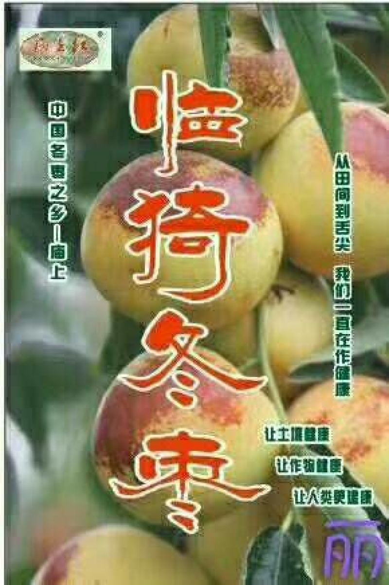 山西临猗庙上冬枣
