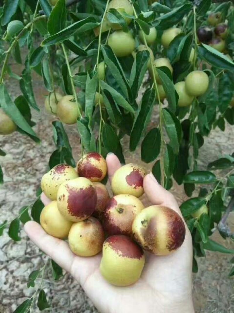 山西临猗庙上冬枣