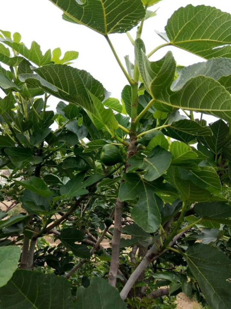 威海青皮无花果批发供应