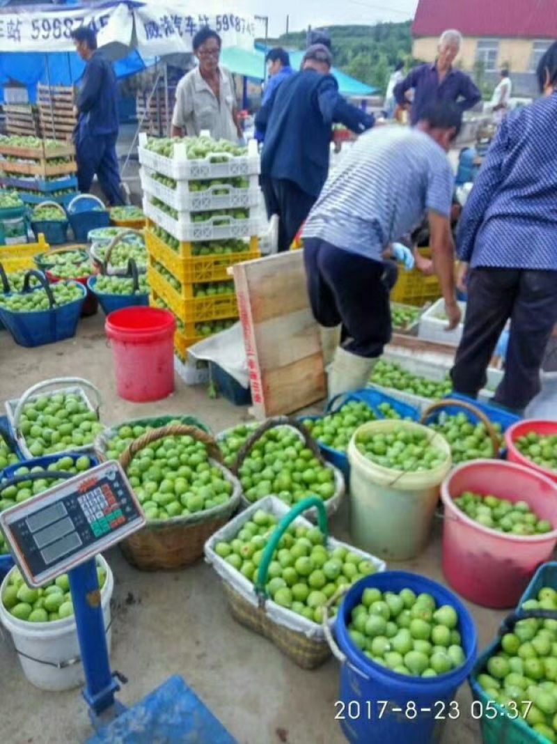 威海青皮无花果批发供应