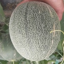网纹瓜1.5斤以上