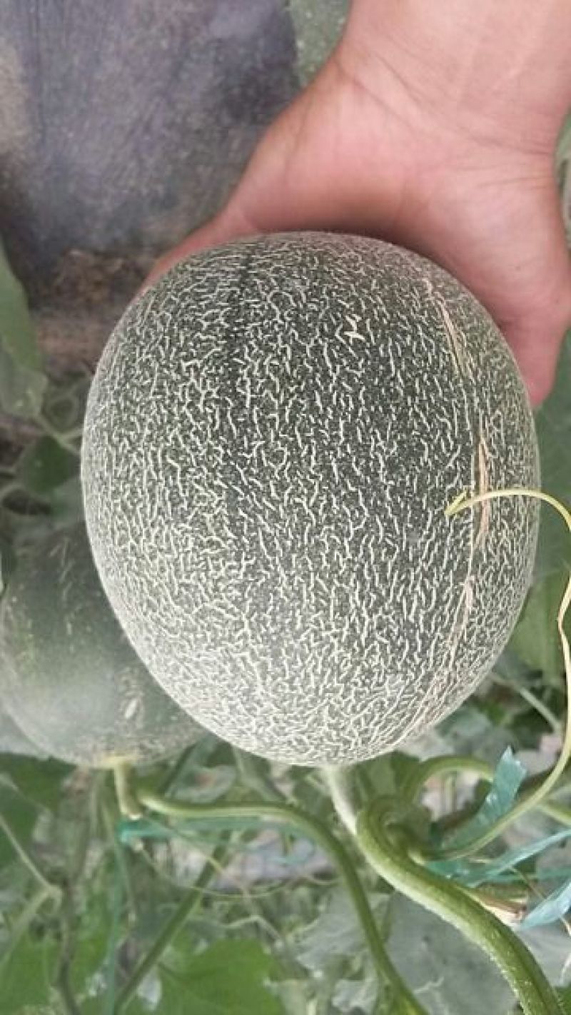 网纹瓜1.5斤以上