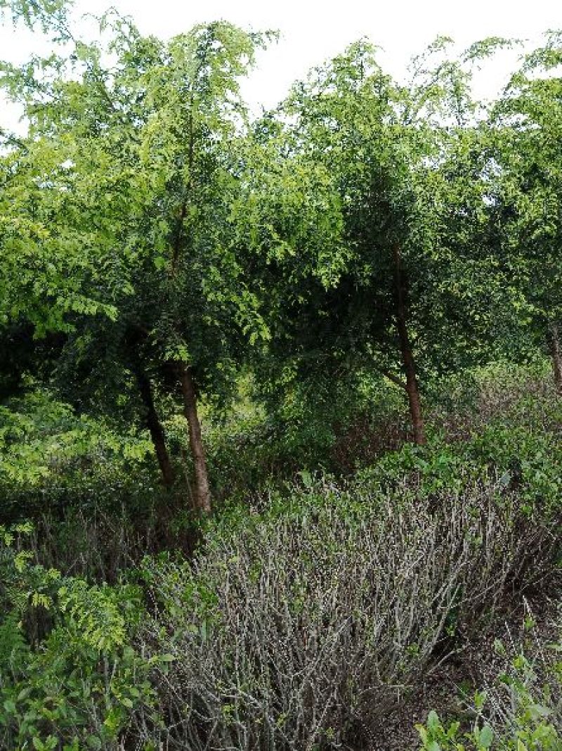 红豆杉6-10公分树，高2.5-3.5.