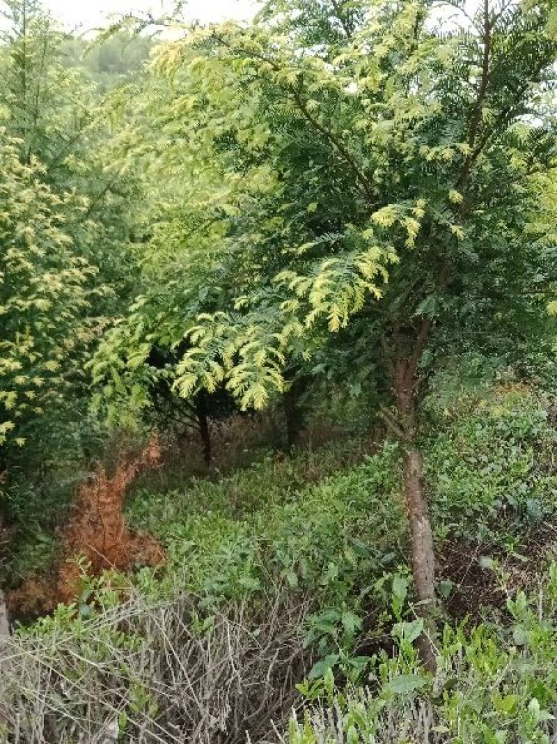 红豆杉6-10公分树，高2.5-3.5.