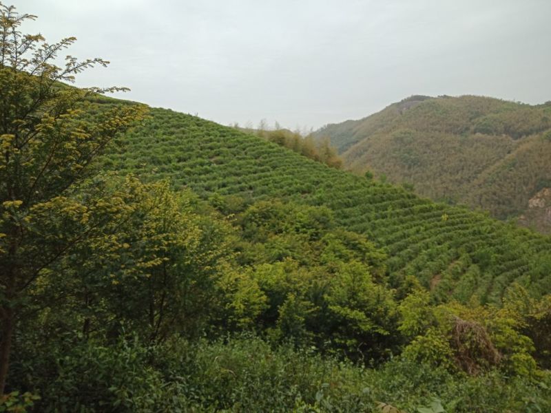 红豆杉6-10公分树，高2.5-3.5.