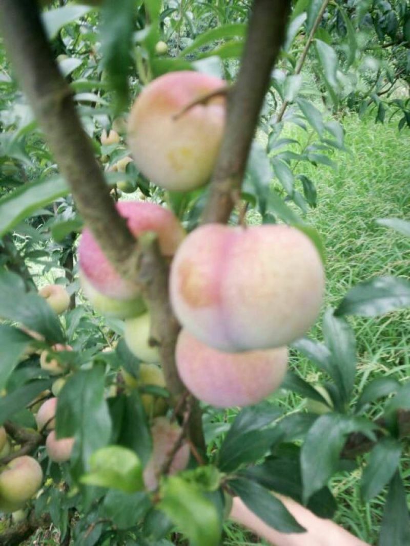 青红脆李