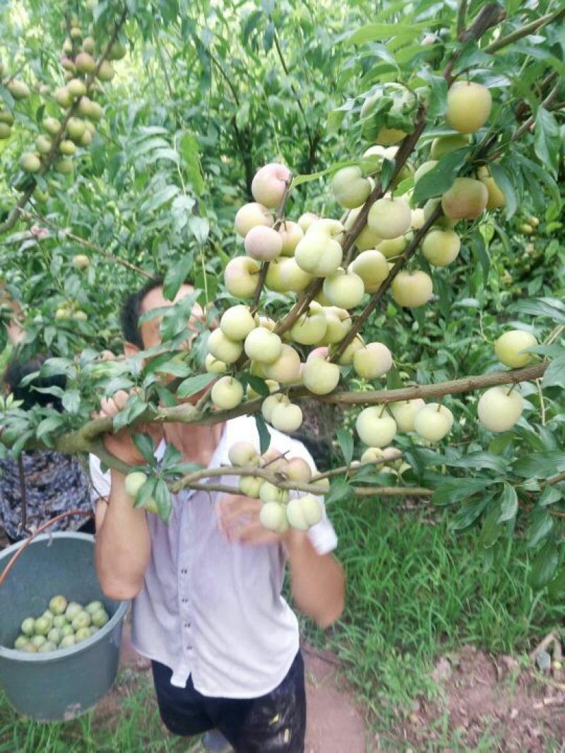 青红脆李
