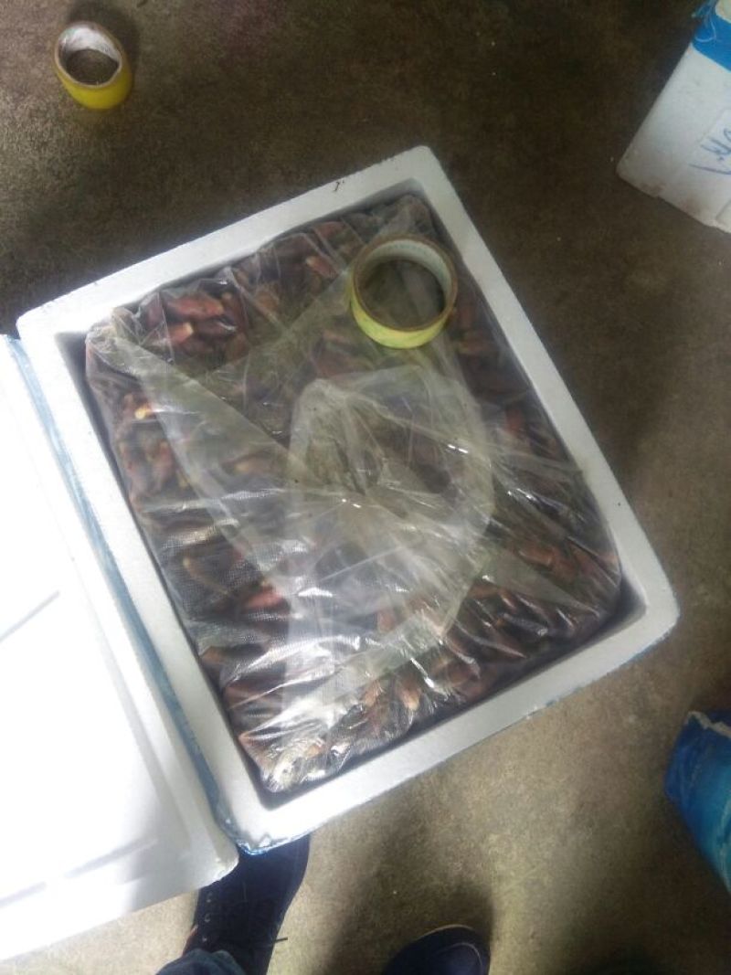 大量供应云南文山洋荷～～