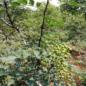 陕西富平花椒(齐椒)大量销售，欢迎大家咨询选购。