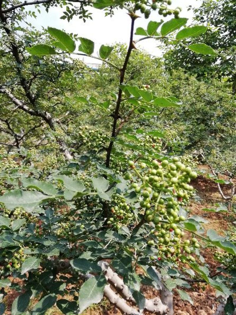 陕西富平花椒(齐椒)大量销售，欢迎大家咨询选购。