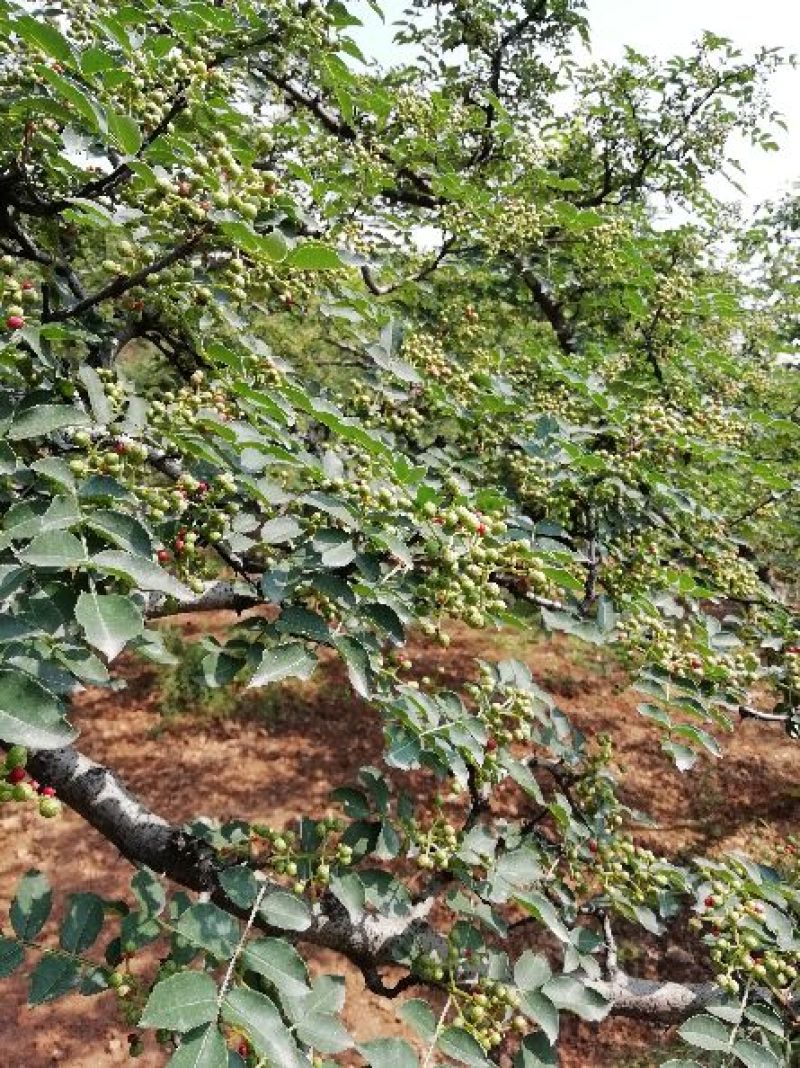 陕西富平花椒(齐椒)大量销售，欢迎大家咨询选购。