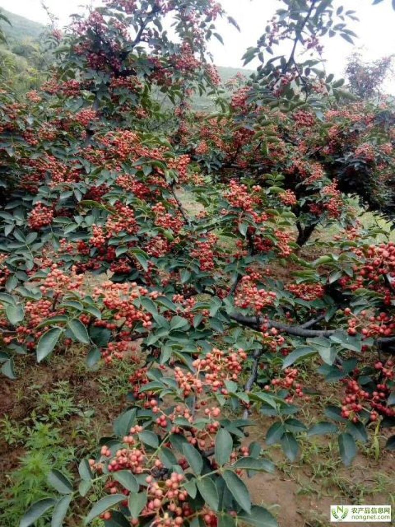 陕西富平花椒(齐椒)大量销售，欢迎大家咨询选购。