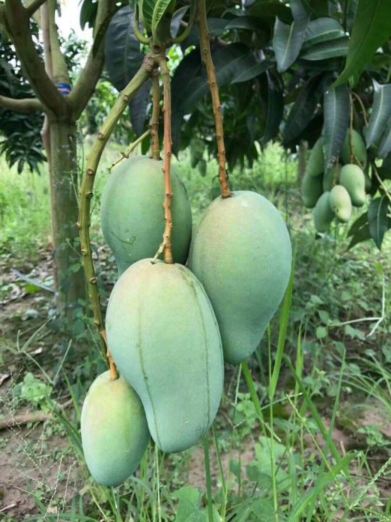 大青芒