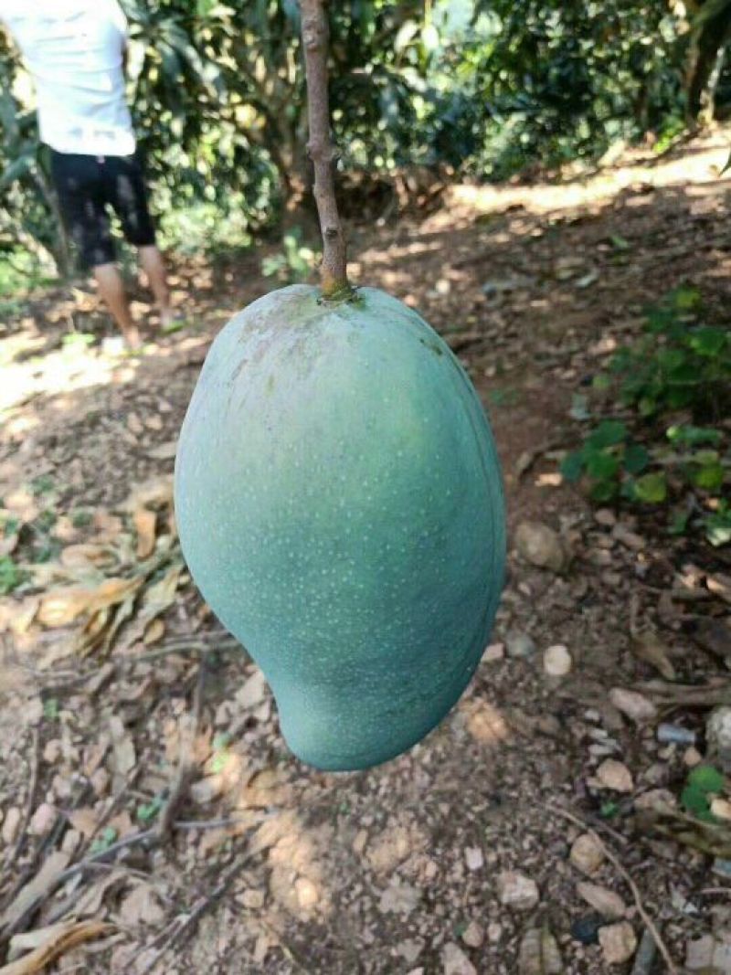 大青芒