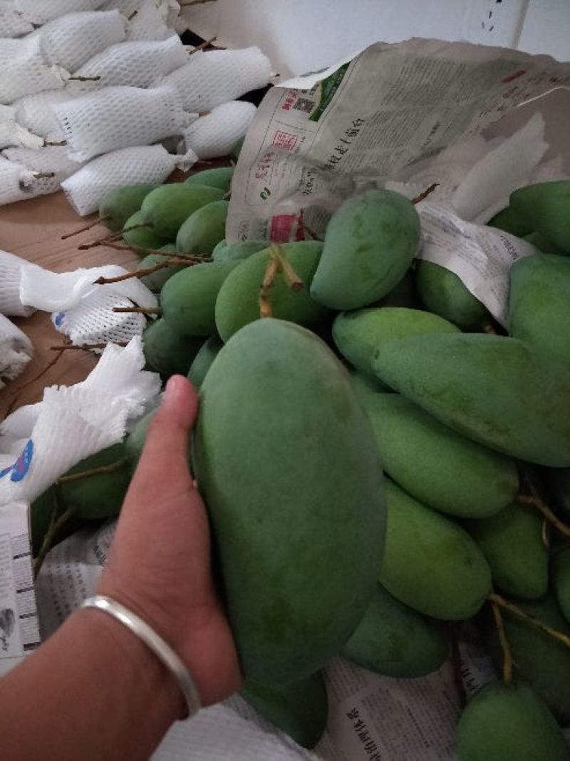 大青芒