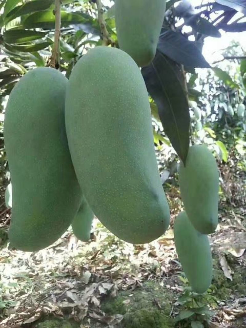 大青芒