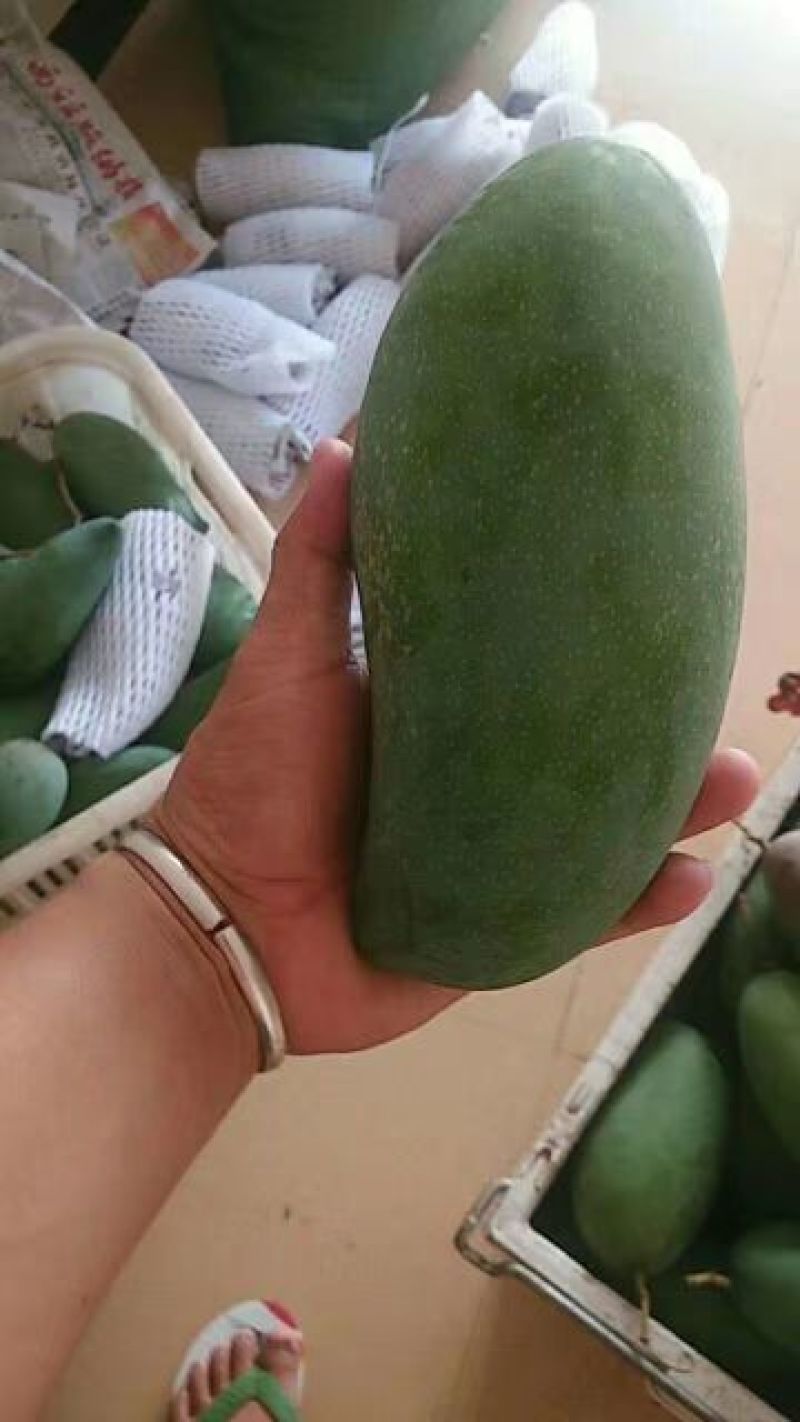 大青芒
