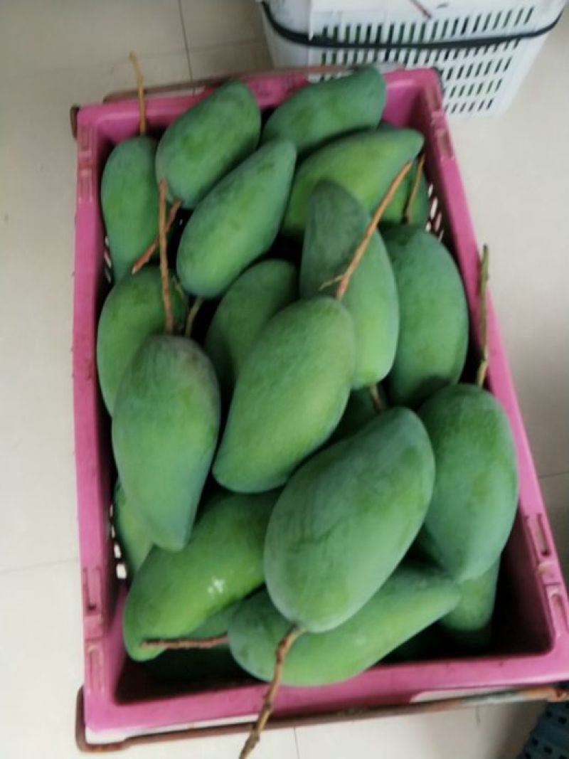 大青芒