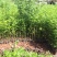 花椒苗1~2年